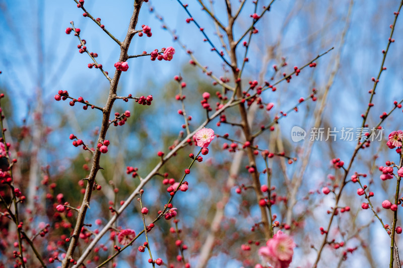 西溪湿地盛开的梅花