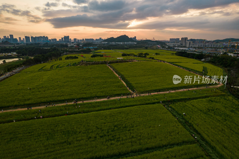 深圳光明小镇欢乐田园油菜花田