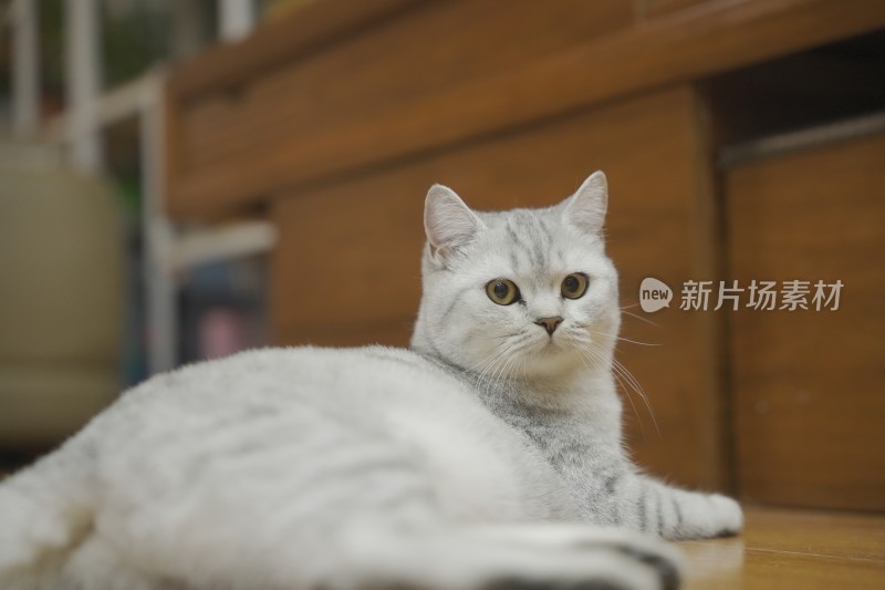 银渐层猫咪慵懒趴卧的可爱模样