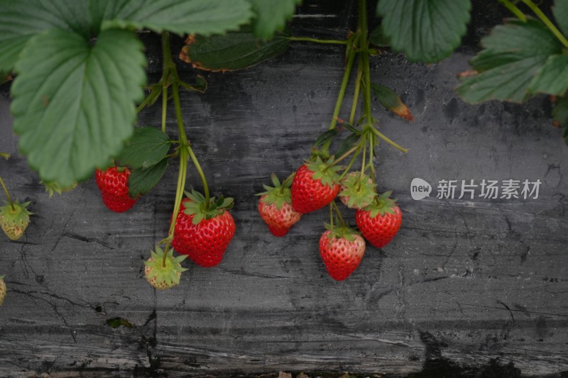 大棚里成熟的红色草莓特写