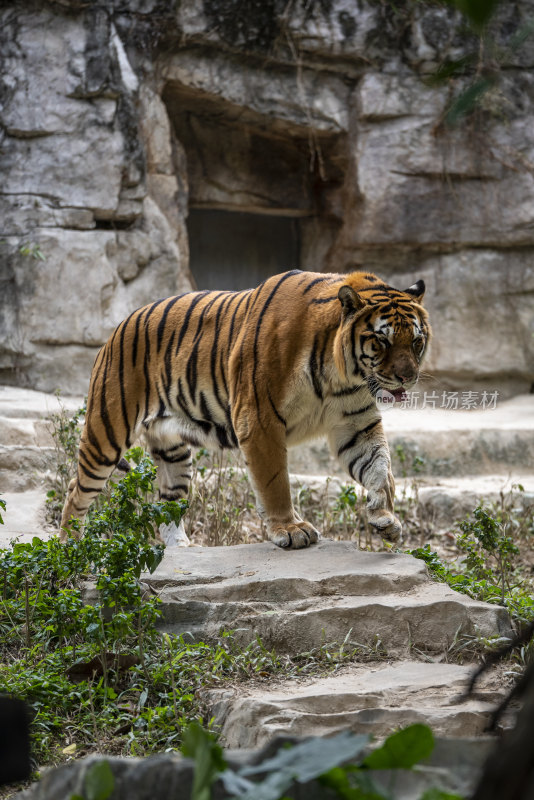 广东长隆野生动物园里的西伯利亚虎