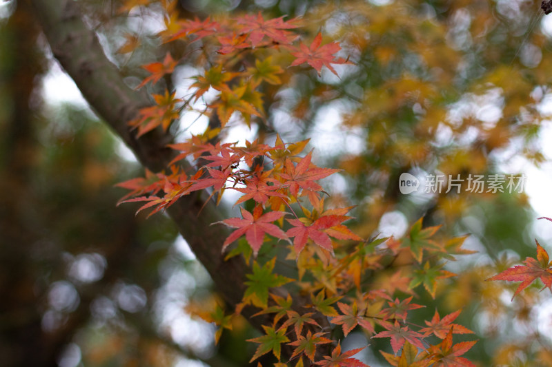 色彩斑斓的枫叶枝叶特写