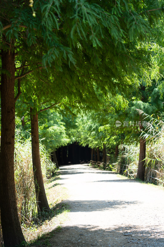 绿意盎然的森林步道