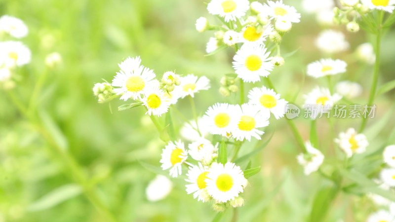 白色小雏菊特写