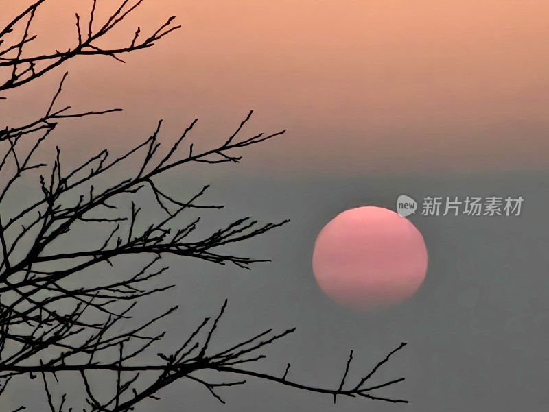 夕阳下树枝剪影景观