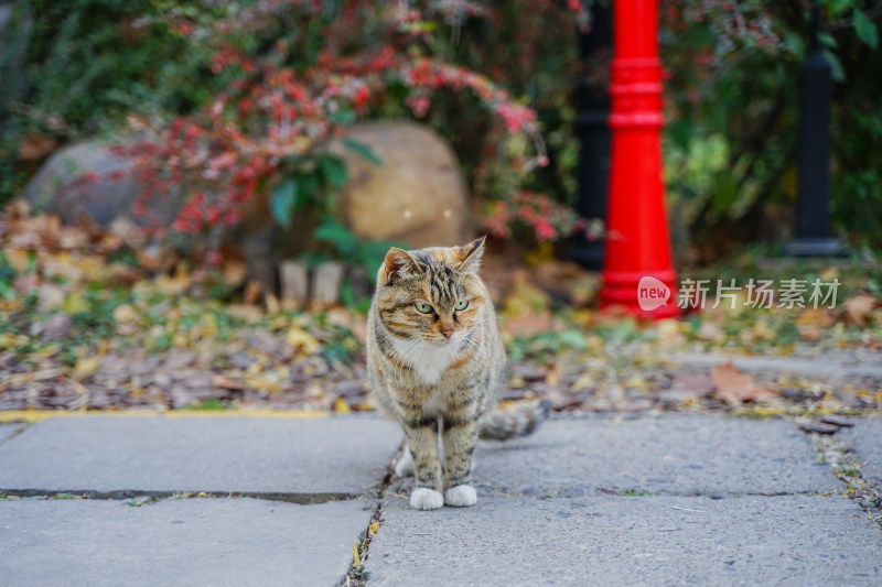 狸花猫走在公园乡村路上