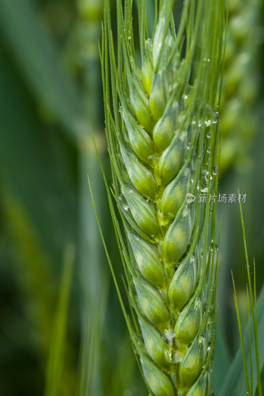 小麦开花麦穗麦子粮食丰收希望谷雨小满