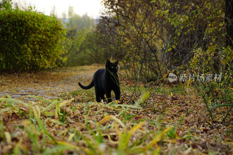 黑猫在园林中行走