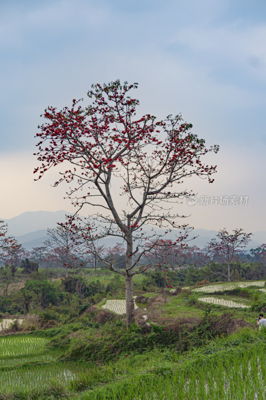 昌江木棉花稻田风景