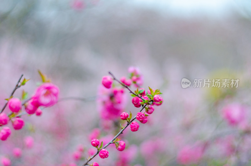 清明时节，含苞待放的榆叶梅花枝特写