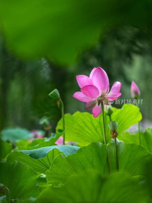 夏季荷塘莲花盛开