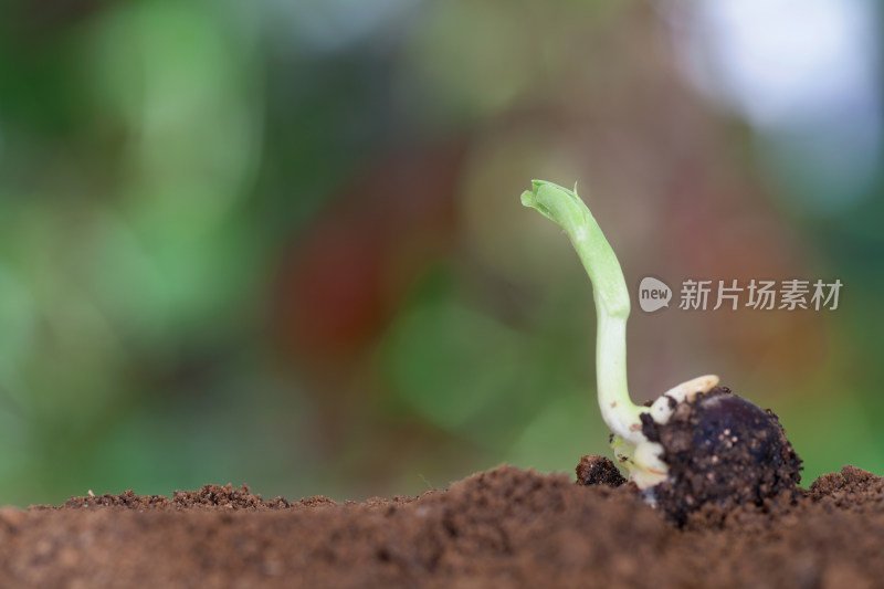 放在土壤上一颗发芽的种子