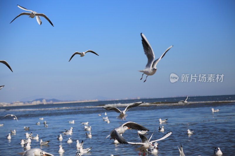 海边飞翔与戏水的海鸥