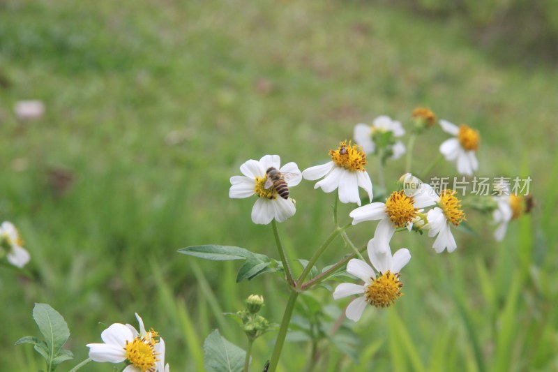 广东东莞：白花鬼针草