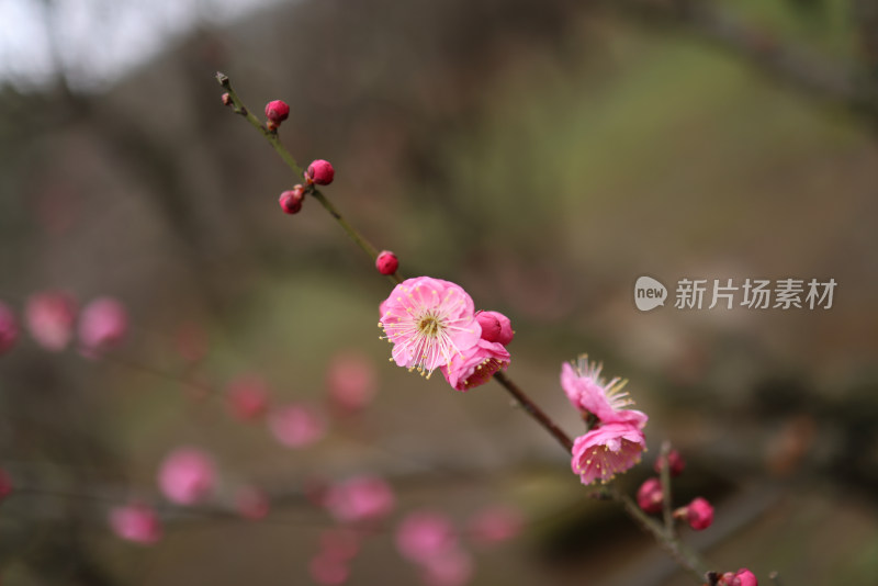 红色梅花特写