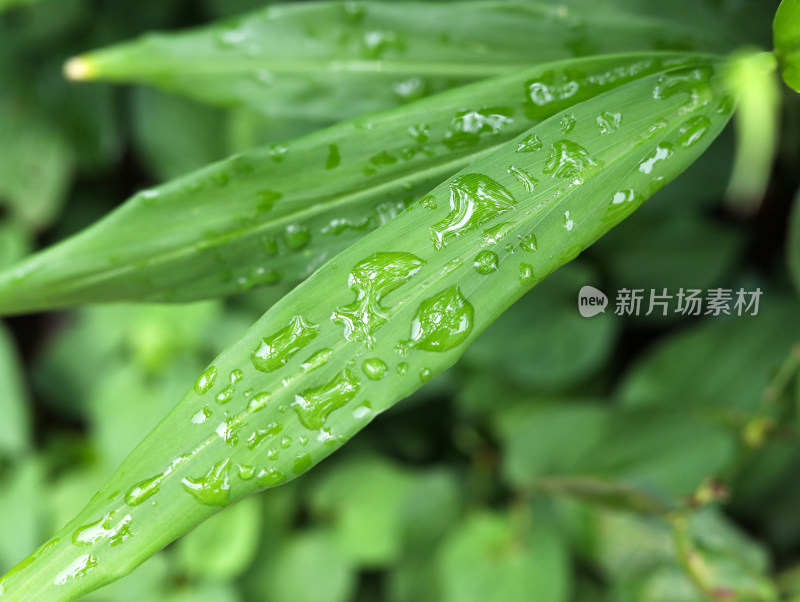 春天绿色的树叶叶子和雨滴水滴露水