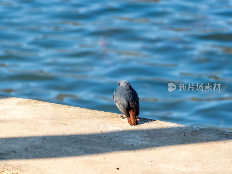 雄性红尾水鸲