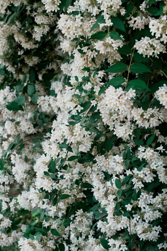 北京国家植物园猬实花