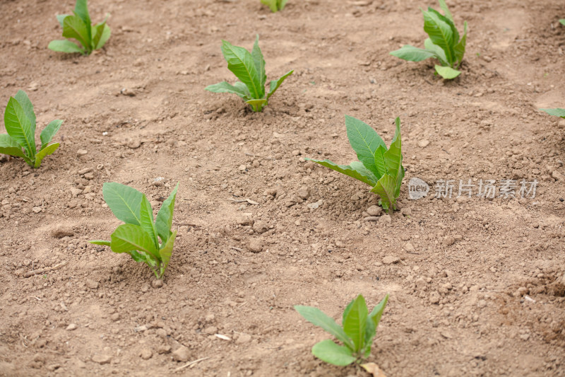 农田里种植的旱烟