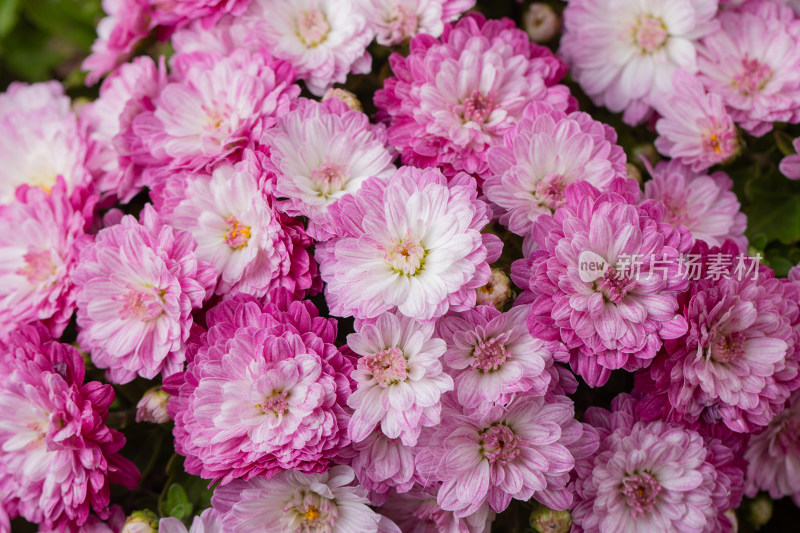 粉色菊花局部特写