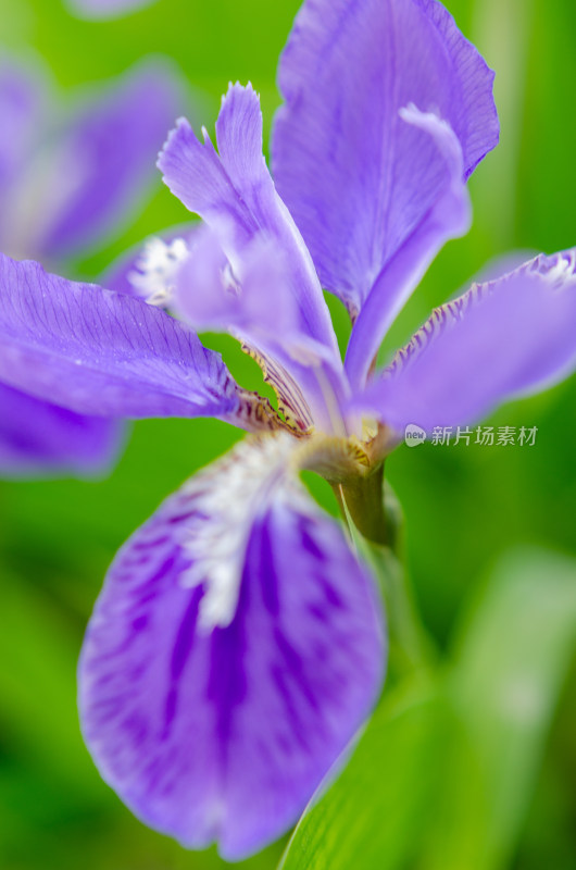 一朵紫色鸢尾花的花瓣特写