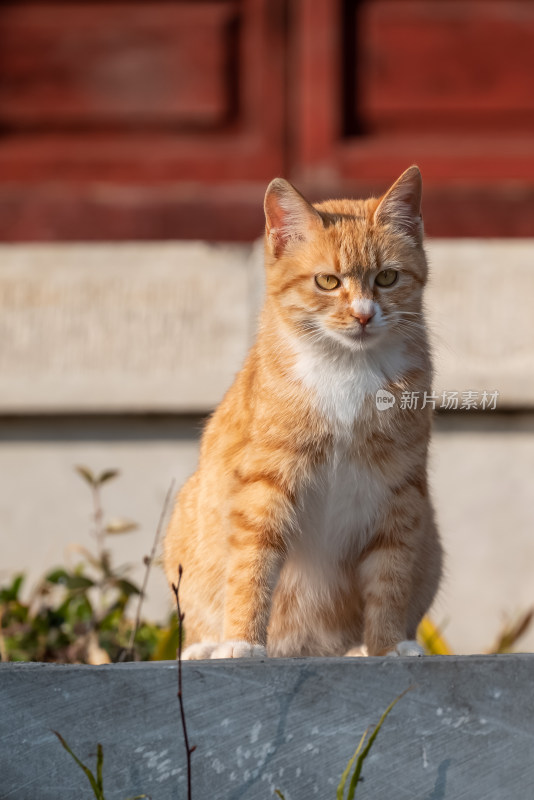 镜头中的橘猫