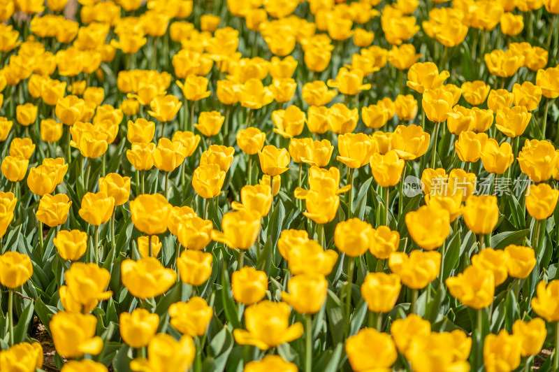 黄色郁金香花海