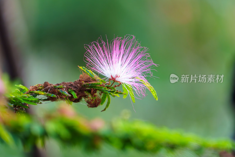 粉红羽毛合欢花特写