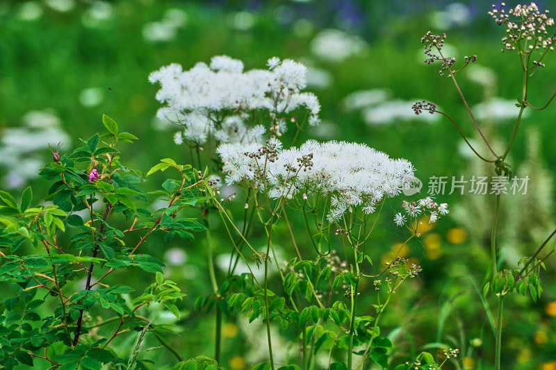 森林中的野花