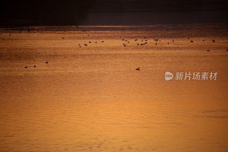 夕阳下水面上的鸟群晚霞