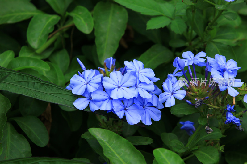 蓝花丹花草