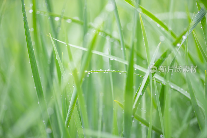 雨中青草特写