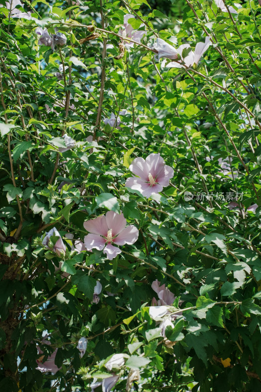 北京圆明园木槿花