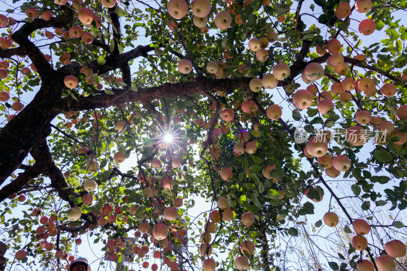 秋天果园里树上挂满红苹果农村农业种植水果