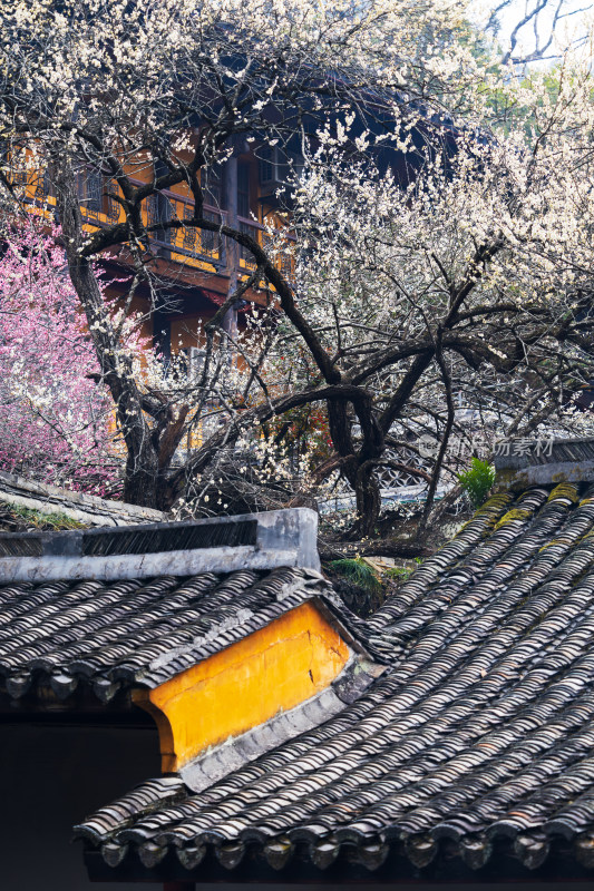 天台山国清寺白色花朵的千年隋梅盛开场景