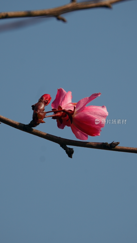 蓝天背景下的粉色花朵特写