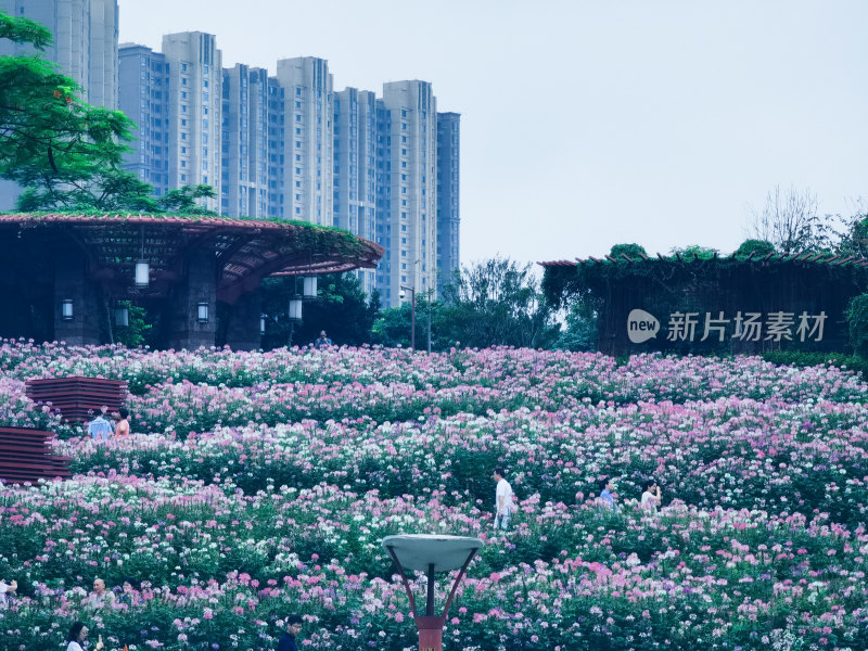 佛山市千灯湖公园醉蝶花花海