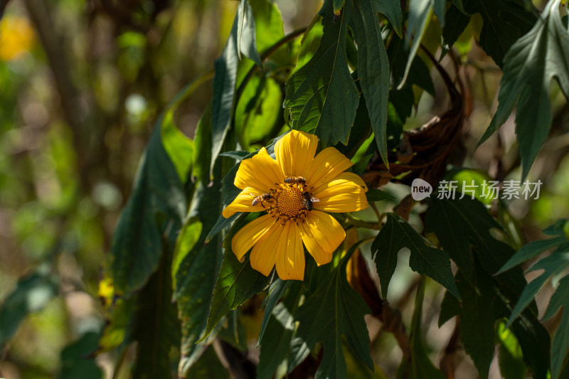 阳光下的肿柄菊