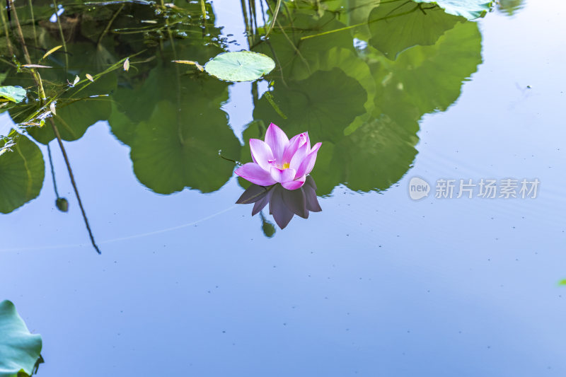 杭州西湖风景区曲院风风景