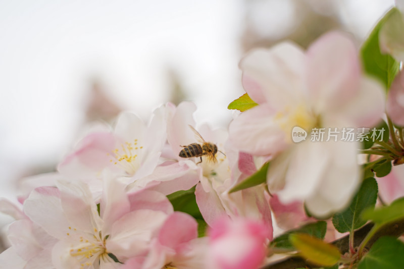 海棠花蜜蜂采蜜