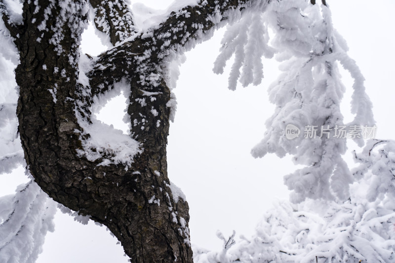 冬季大雪树木雾凇雪挂