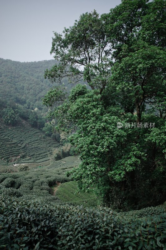 山坡上的大片茶园景观