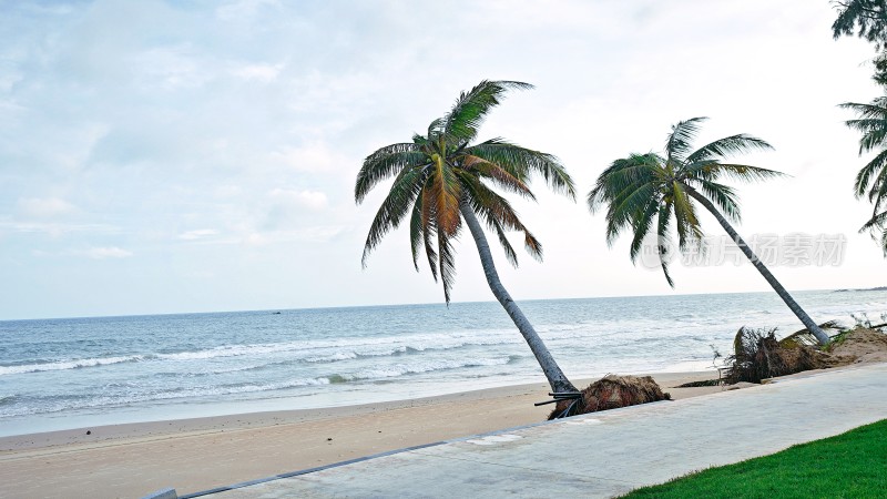 海南三亚海边倾斜的棕榈树风景