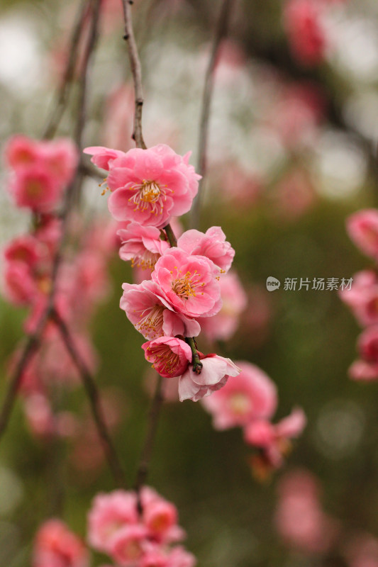 春雨后的梅花