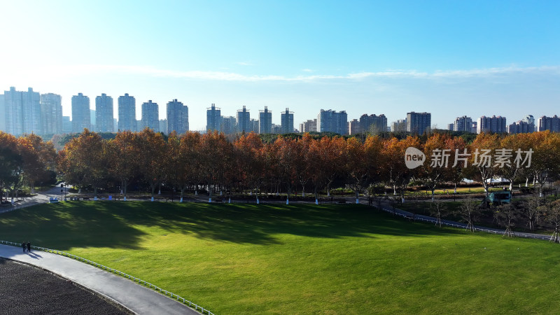 城市中绿树成荫的草地景观