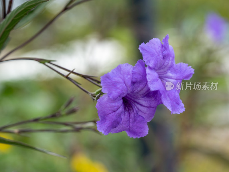 翠芦莉花朵特写