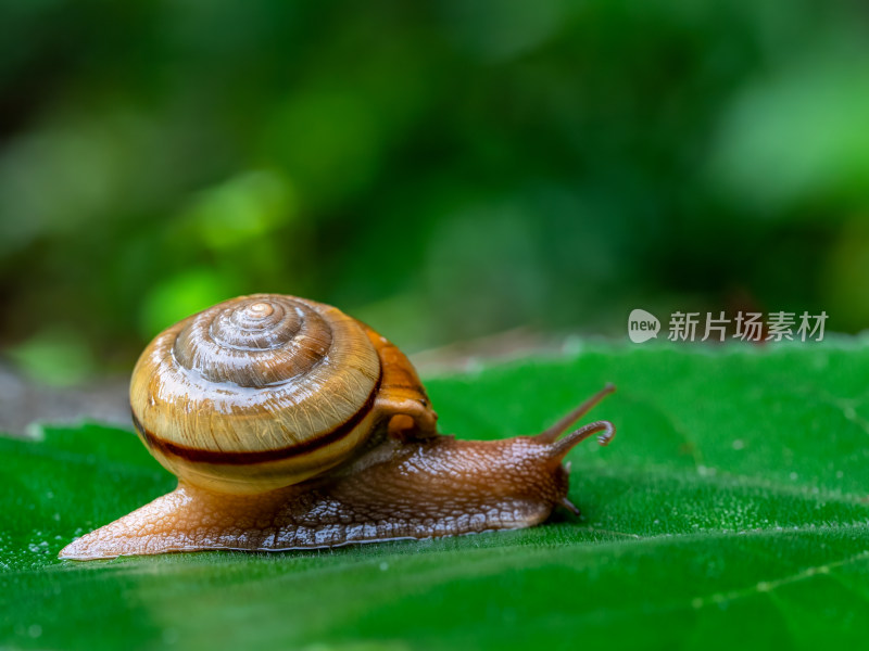 下雨天蜗牛缓慢爬行