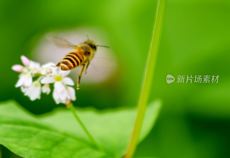 重庆酉阳：荞花.蜜蜂