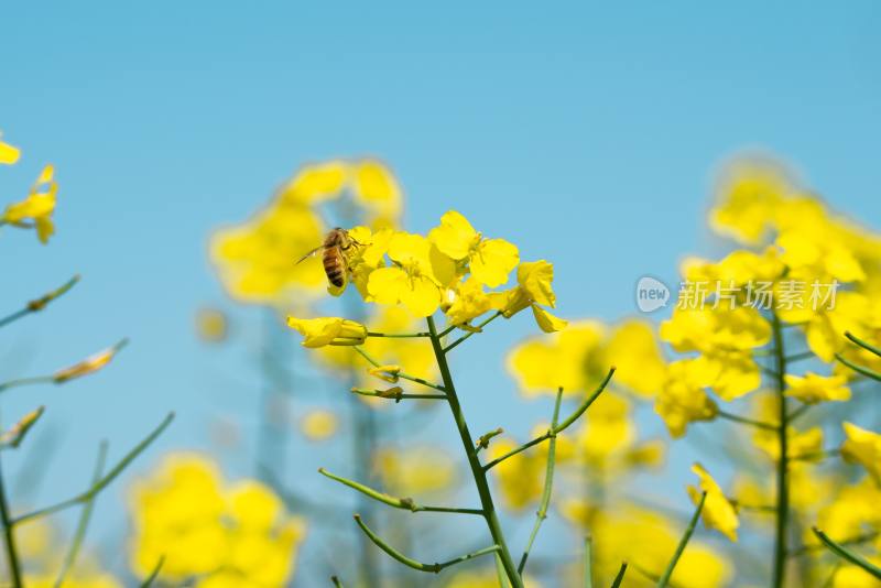 蜜蜂与油菜花