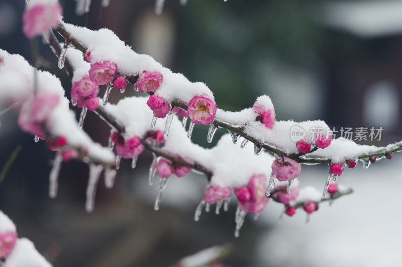 武汉东湖梅园雪中梅花盛开